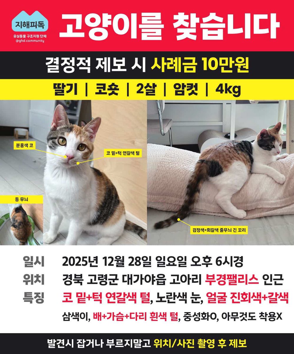 ang_cheese's tweet photo. 진짜 열받음;ㅅㅂ 입양자 자녀분이 고양이 산책시킨다고 나가서 애 잃어버려놓고 인스타탈퇴 + 번호변경 + 잠수탐

잠수타서 집 찾아가니까 그제서야 연락주고 애가 집찾아오니 무서워한다 ㅇㅈㄹ
🚨공유해주세요 아이 찾아야합니다 도와주세요🔥 https://t.co/xbc6ZZ07cs