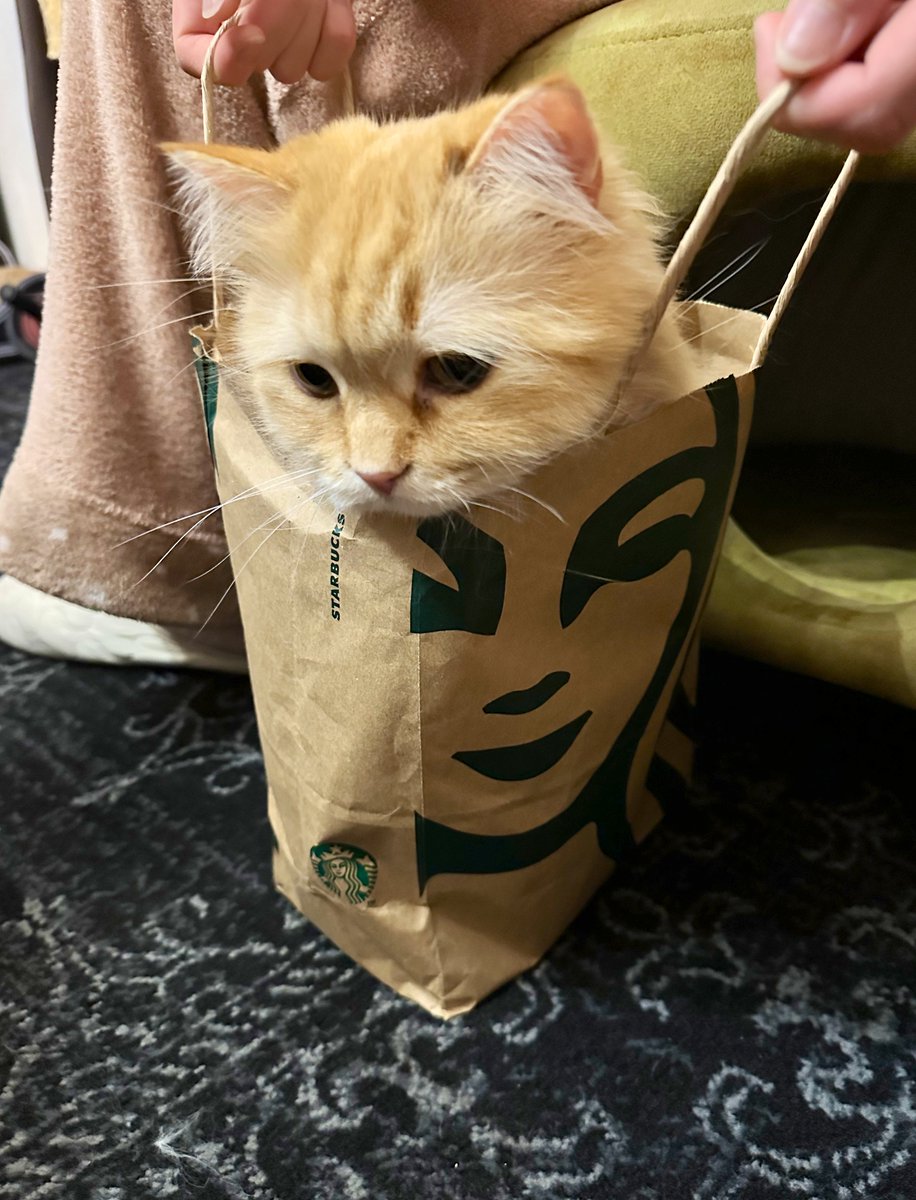 自分で入ったのにションボリ顔してた猫が可愛い過ぎた