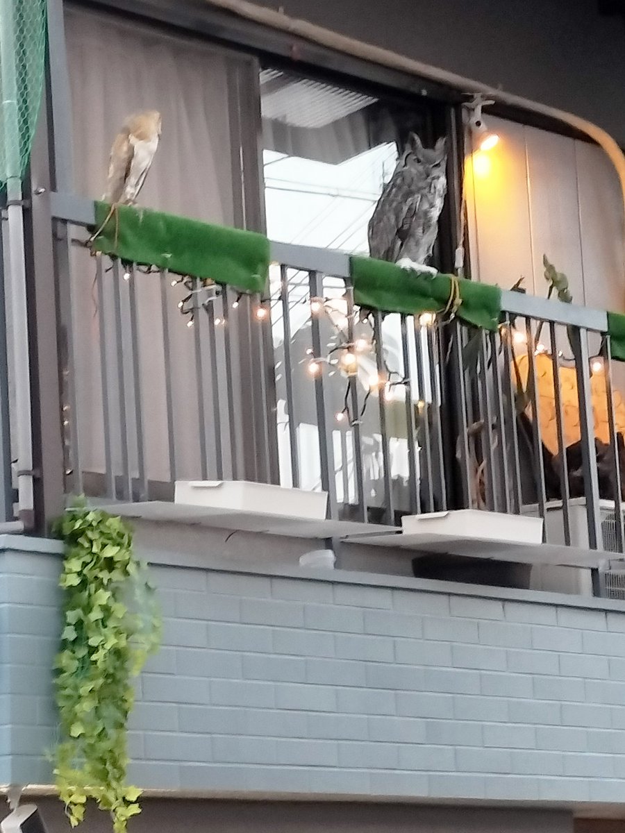 owlcafe_sweets's tweet photo. 平日昼のベランダ、フクロウたちがのんびり展示中🪵😴
タイミング次第で首かしげ姿が見られるかも👀
#フクロウカフェ #東大阪 #癒し動画 https://t.co/eucZ7u0JSl