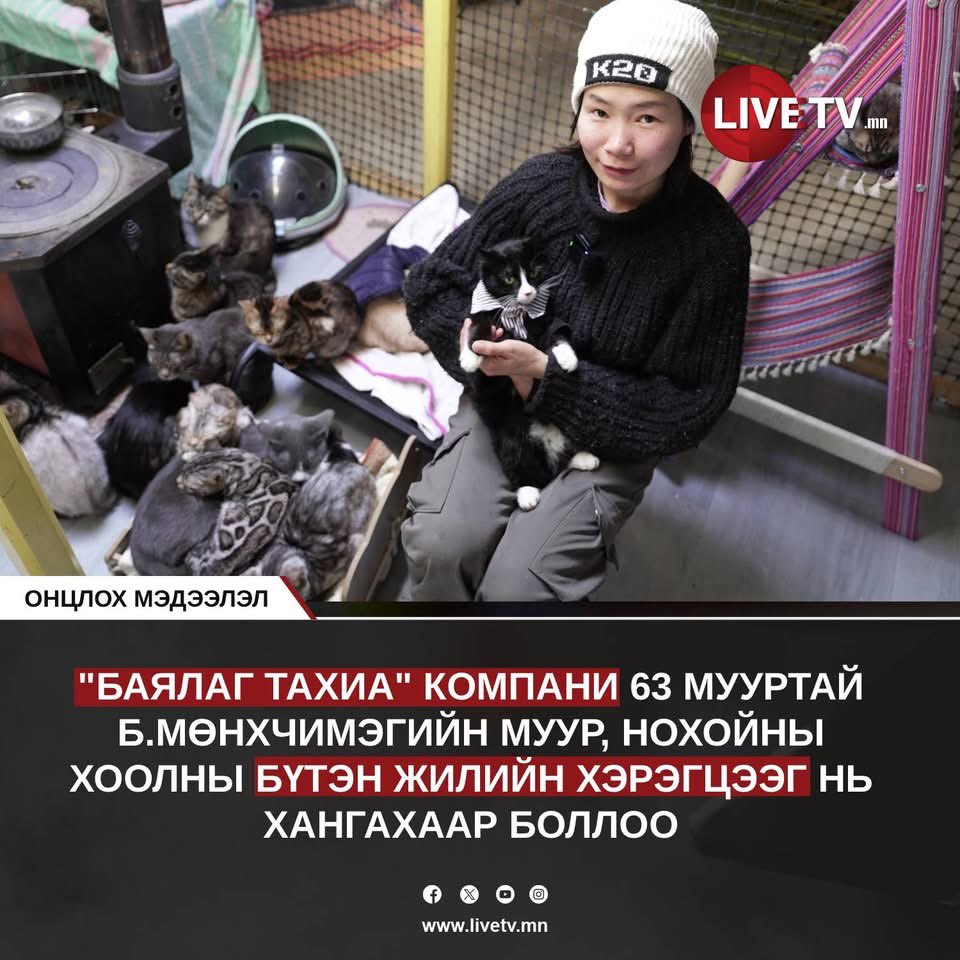 angar_d's tweet photo. #БАЯЛАГ_ТАХИА_ХХК нь тун удахгүй 100% Монголд өсгөсөн тахианы махаар хийсэн нохой & муурны нойтон/пате хоол гаргах гэж бга. Муурны хоол жаахан хэцүү технологитой. Муур олон төрлийн эрдсийг хоолоороо авч бх ёстой бдаг. Ялангуяа #таурин гэдэг эрдэс нэмэлтээр #заавал авах ёстой. Бид хэдэн сар гадаадын олон компани руу холбогдож бж маш сайн чанартай эрдсүүдийн бэлдмэл (#premix)-ээ олж авсан. 63 мууртай охины ФБ видеог үзээд үнэхээр биширсэн. Бас өрөвдсөн. Санхүү нтр нь хэцүү л бдаг юм шиг санагдсан. Хэд хэдэн ажил давхар хийж муурнуудын хоолны мөнгөө олдог гэж бсан. Тиймээс гол зардал болох хоолыг нь бид даая гэж санал гаргасан. Охинтой ч холбогдоод авсан. 2 долоо хоногийн дотор эцсийн бүтээгдэхүүн маань гарчихна. Тэгээд л хэдэн хоолоо бариад охин дээр очно доо 🥰🥰🥰