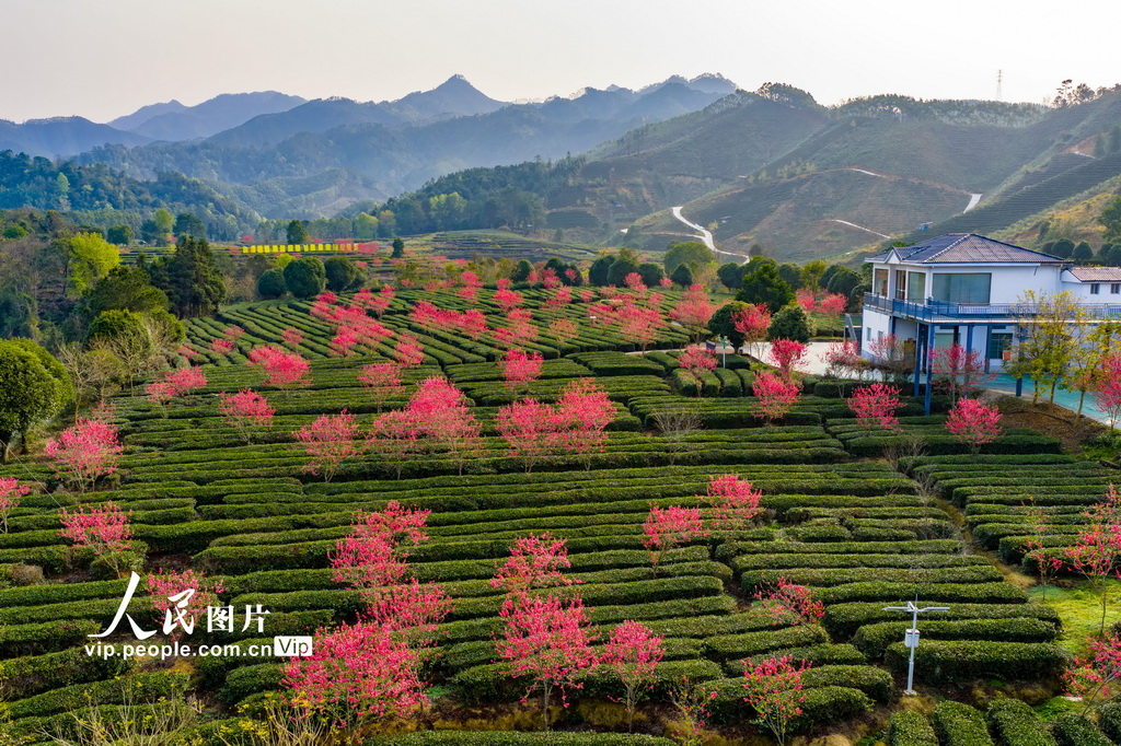 PDChinese's tweet photo. 【廣西昭平：春日茶園景色美】日前，在廣西昭平縣走馬鎮西坪村的粵桂協作西坪有機茶產業示範基地，整齊連片的茶園與盛開的桃花互相映襯，構成一幅春日畫卷。 https://t.co/FQcfpcygOE