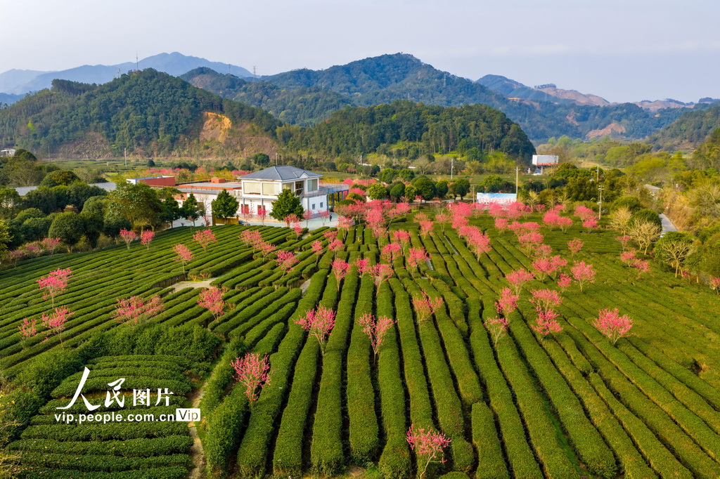 PDChinese's tweet photo. 【廣西昭平：春日茶園景色美】日前，在廣西昭平縣走馬鎮西坪村的粵桂協作西坪有機茶產業示範基地，整齊連片的茶園與盛開的桃花互相映襯，構成一幅春日畫卷。 https://t.co/FQcfpcygOE