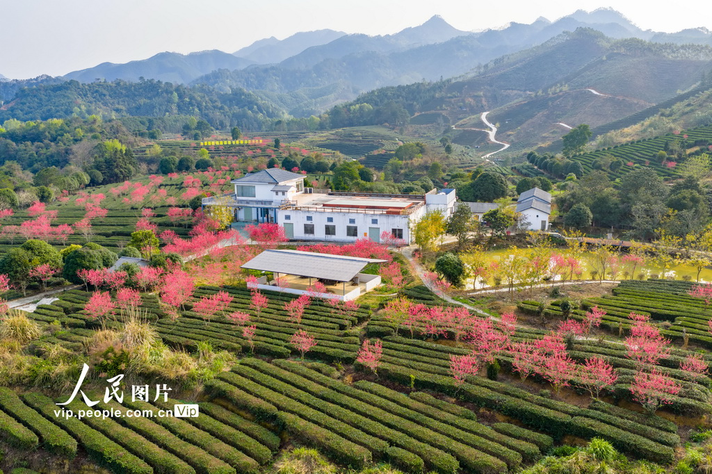 PDChinese's tweet photo. 【廣西昭平：春日茶園景色美】日前，在廣西昭平縣走馬鎮西坪村的粵桂協作西坪有機茶產業示範基地，整齊連片的茶園與盛開的桃花互相映襯，構成一幅春日畫卷。 https://t.co/FQcfpcygOE