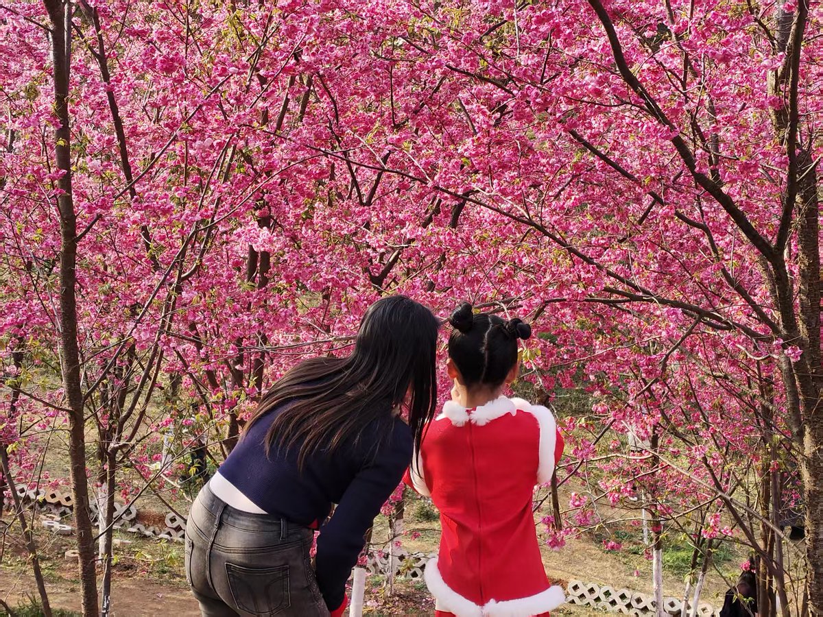 Amazing_Yunnan's tweet photo. Cherry Blossom Valley — peak bloom has arrived in #Qujing. 🌸
Across 66 acres of rolling hills, cherry trees burst into layers of pink.
#CherryBlossom #SpringVibes #YunnanSpring #SakuraDream https://t.co/57khfe2ucK