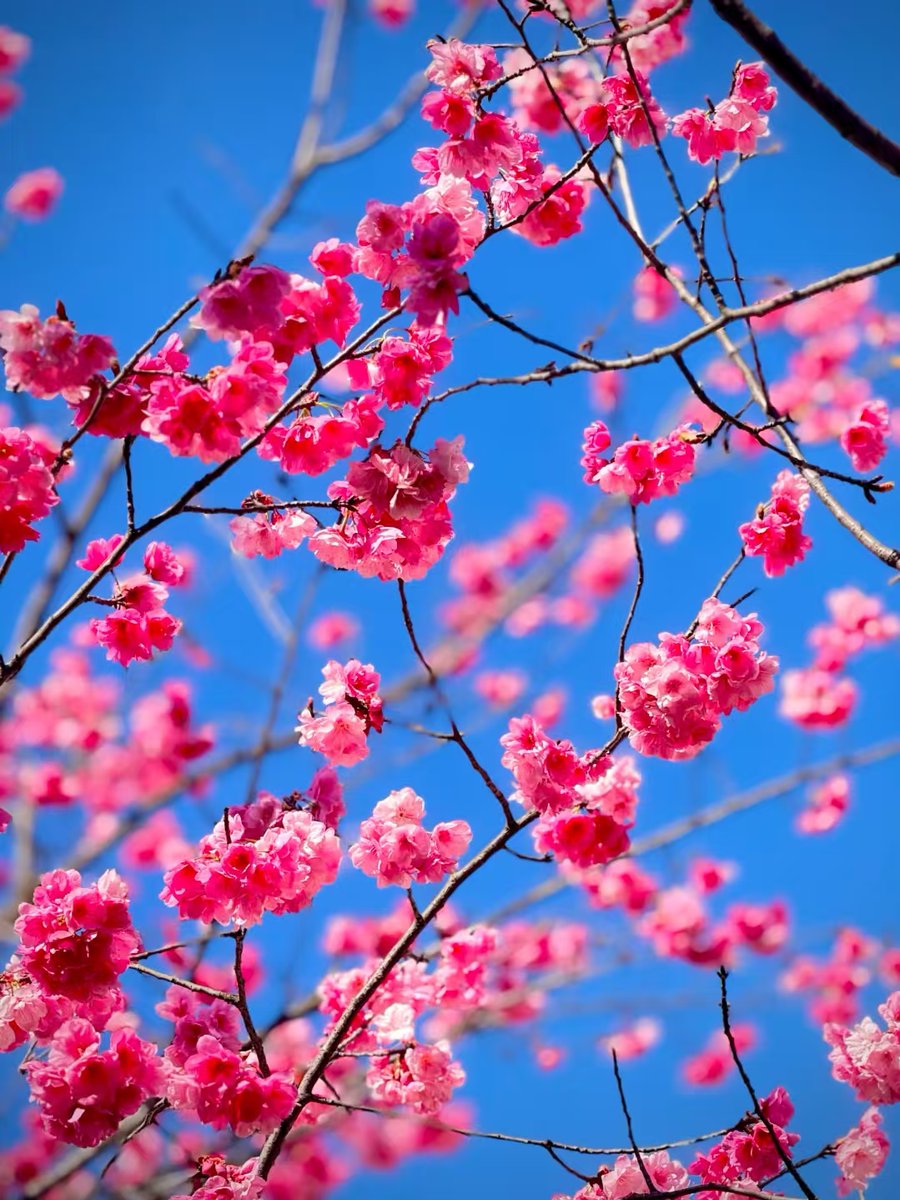 Amazing_Yunnan's tweet photo. Cherry Blossom Valley — peak bloom has arrived in #Qujing. 🌸
Across 66 acres of rolling hills, cherry trees burst into layers of pink.
#CherryBlossom #SpringVibes #YunnanSpring #SakuraDream https://t.co/57khfe2ucK