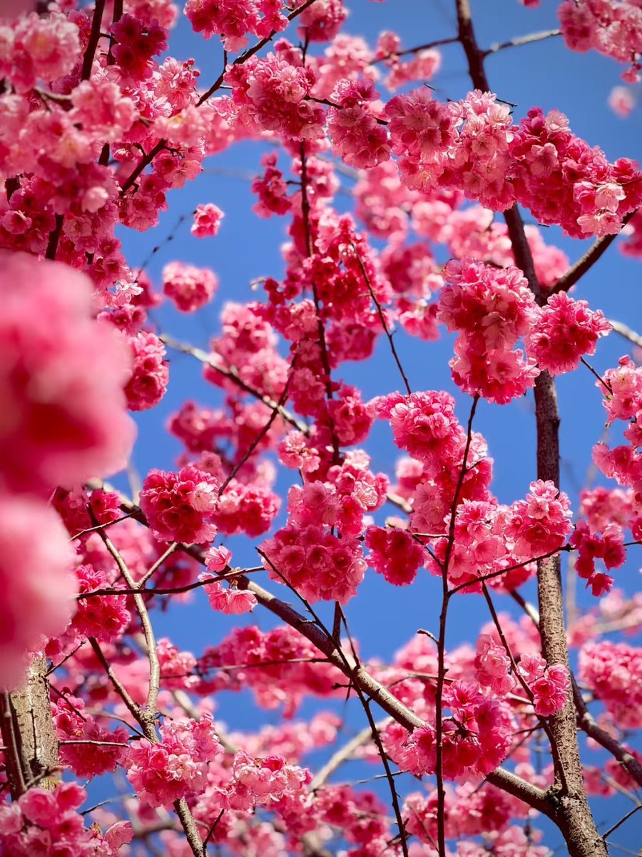 Amazing_Yunnan's tweet photo. Cherry Blossom Valley — peak bloom has arrived in #Qujing. 🌸
Across 66 acres of rolling hills, cherry trees burst into layers of pink.
#CherryBlossom #SpringVibes #YunnanSpring #SakuraDream https://t.co/57khfe2ucK