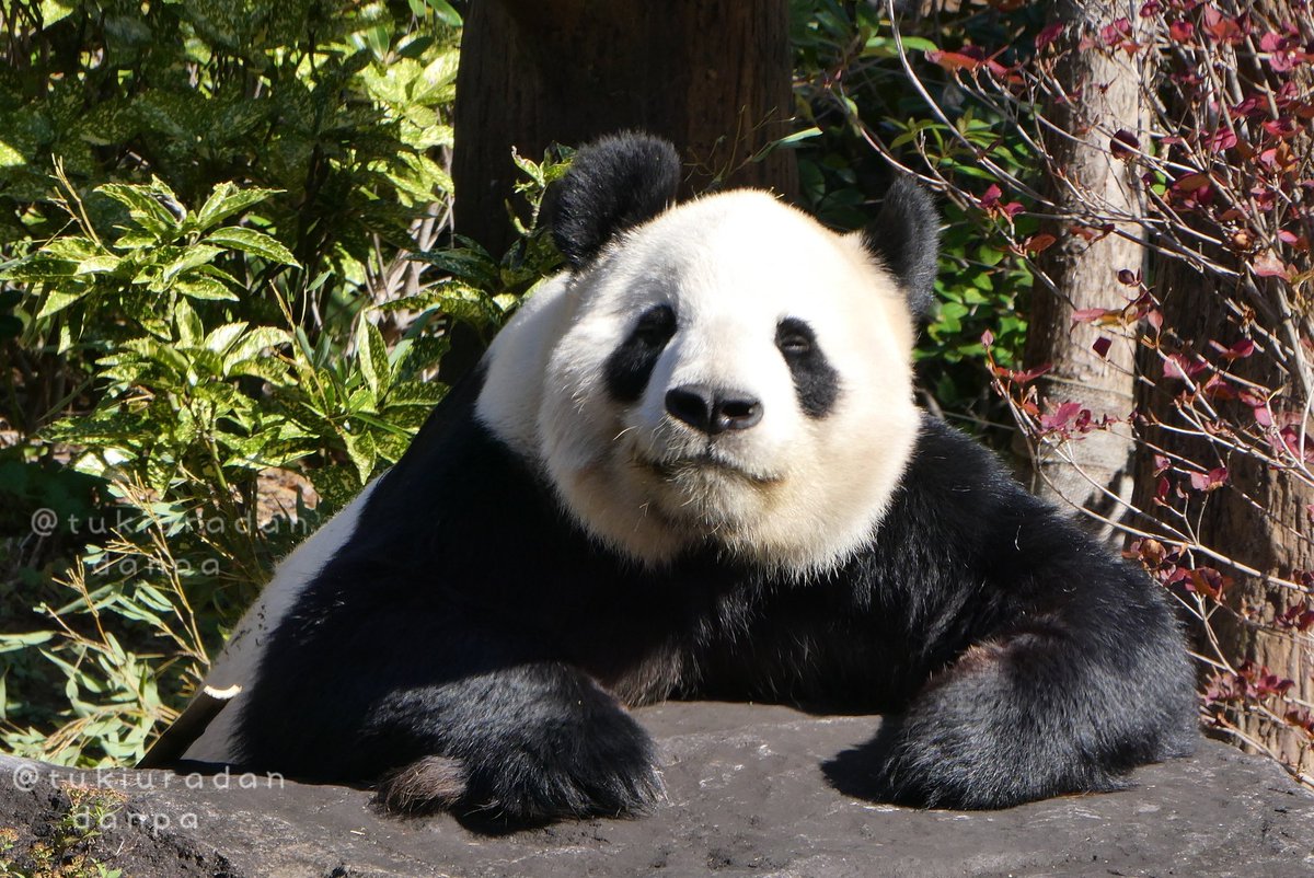 つきうらだんぱ tweet media