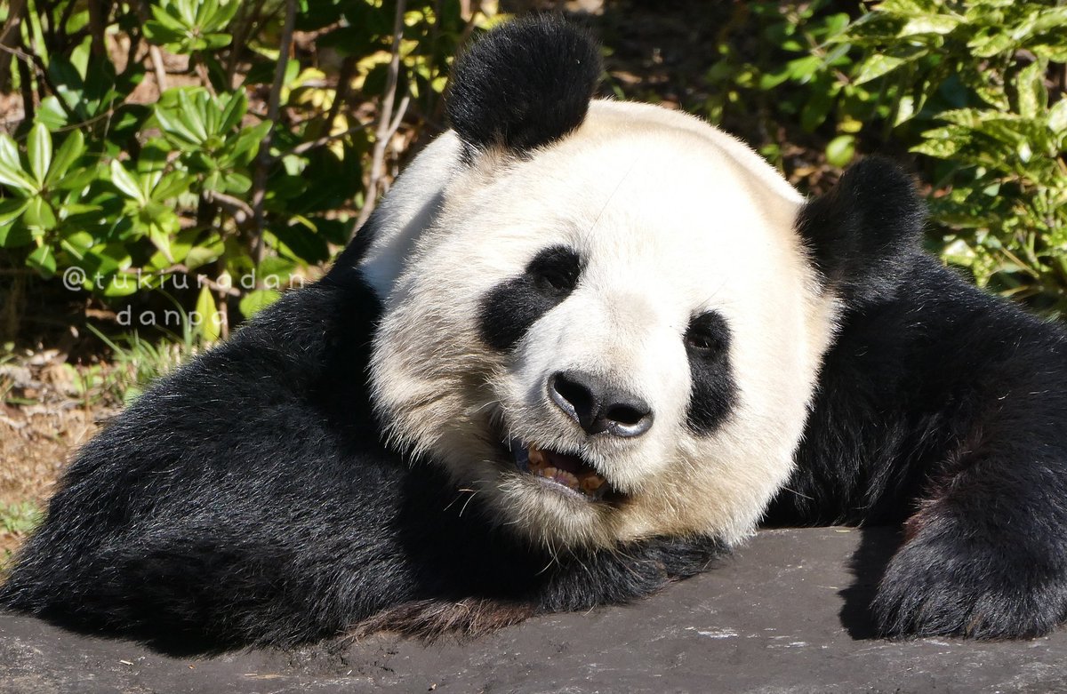 つきうらだんぱ tweet media