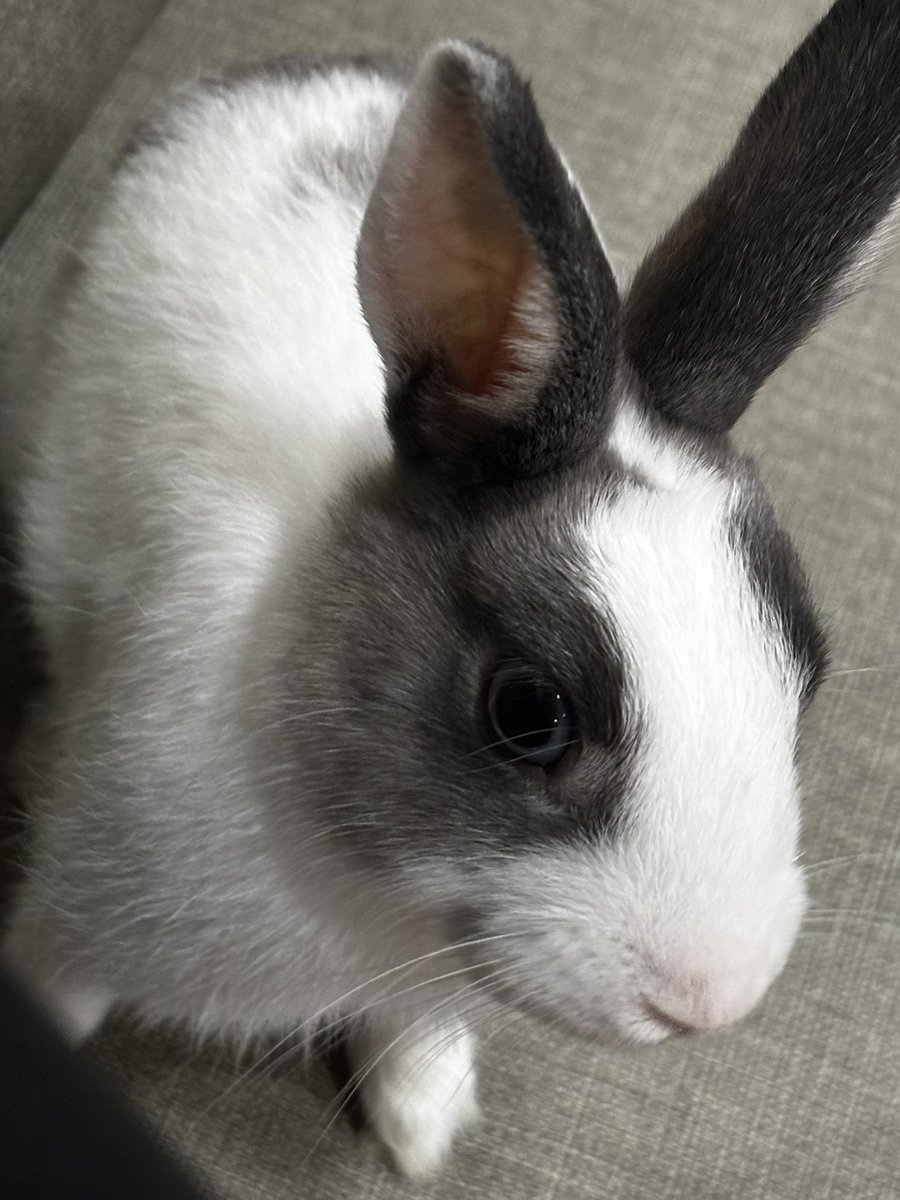 我家福福跟咕嚕