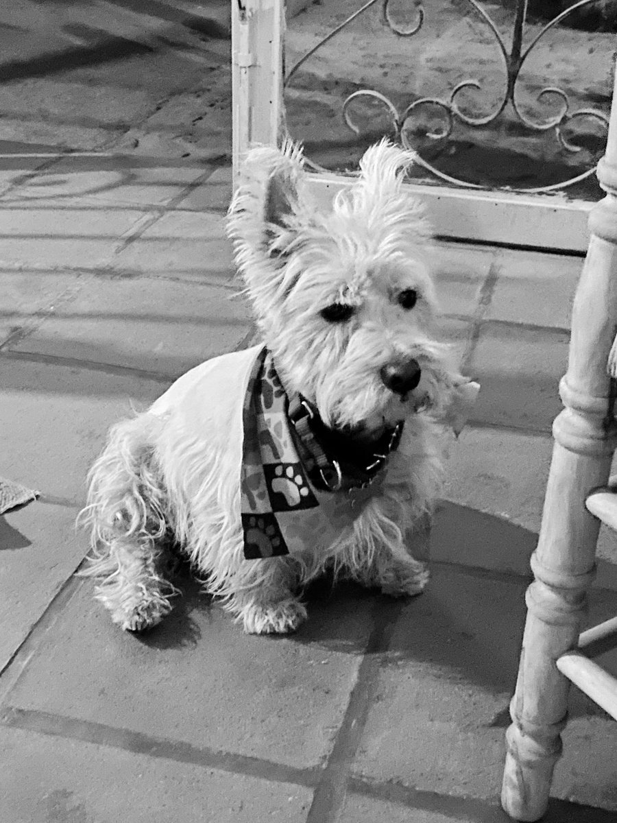 Madera con Limón tweet media