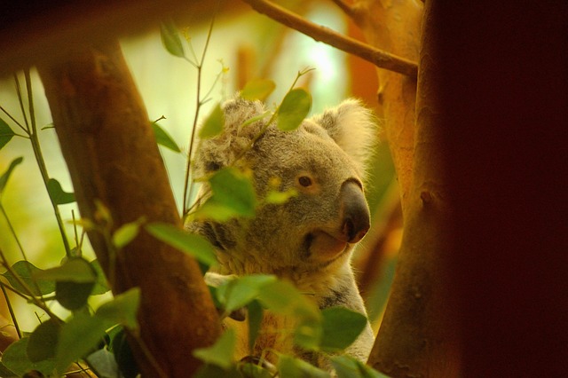 Tonya Howell tweet media