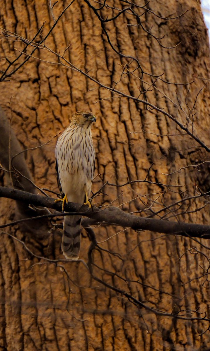 birds101 tweet media