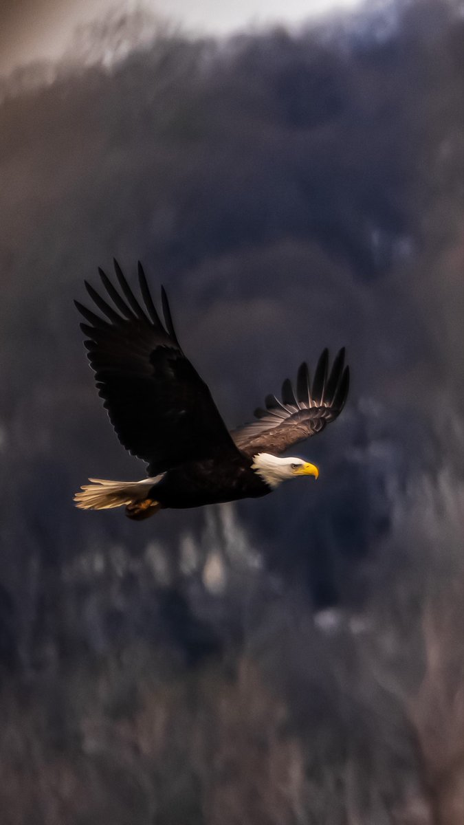 birds101 tweet media