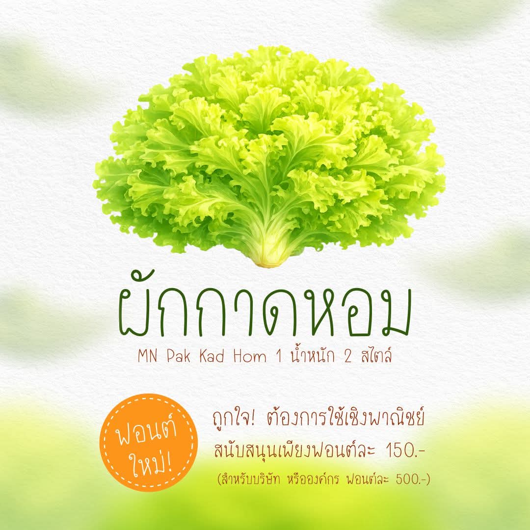 maneemeefont's tweet photo. 🥬✨ใหม่ล่าสุด! ฟอนต์ "ผักกาดหอม"🥗
⏰ โปรโมชั่นเปิดสวน (3 วันเท่านั้น!)
• บุคคลธรรมดา: 89.- (ปกติ 150.-)
• นิติบุคคล: เริ่มต้น 399.- (ปกติ 500.-)
📅 วันนี้ - 11 มี.ค. 69 เท่านั้น!
🛒 สนใจสั่งซื้อ/สอบถาม ทักแชทหามานีได้เลยค่ะ! #ฟอนต์ใหม่ #มานีมีฟอนต์ #MNPhakKadHom https://t.co/KhfeKNSHUI