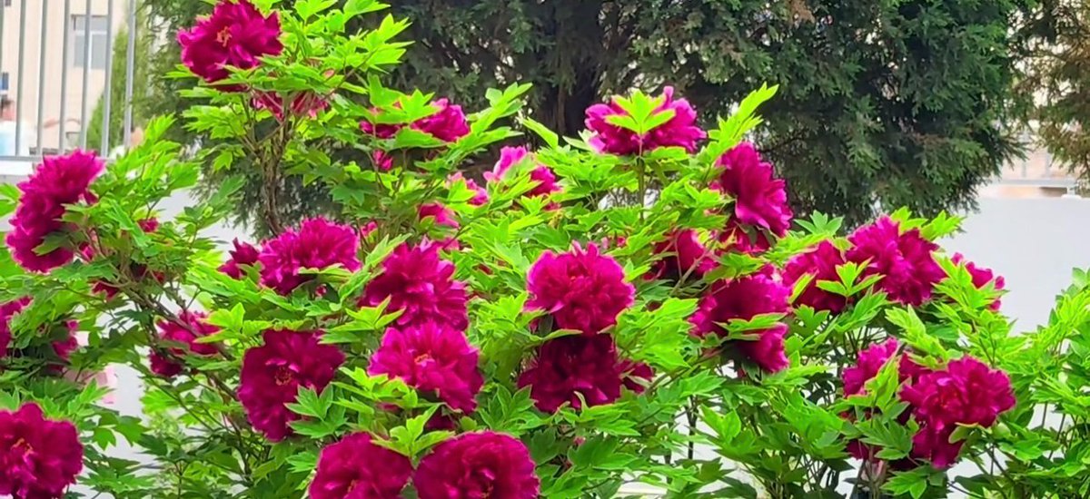 Trabing Merkast tweet media