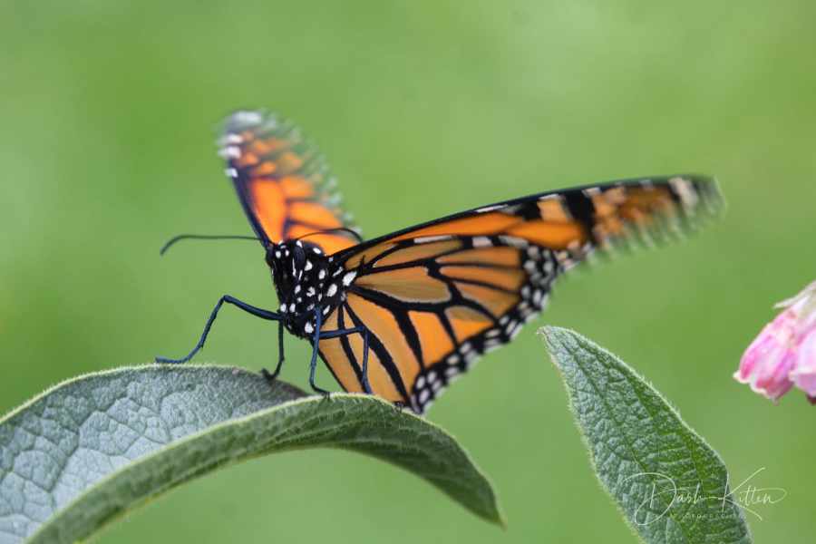 Harvey Button tweet media