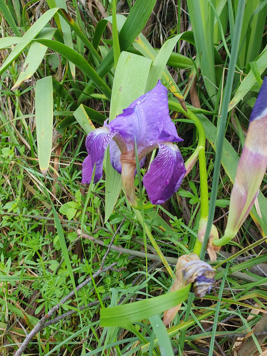 Igor Bogatin tweet media