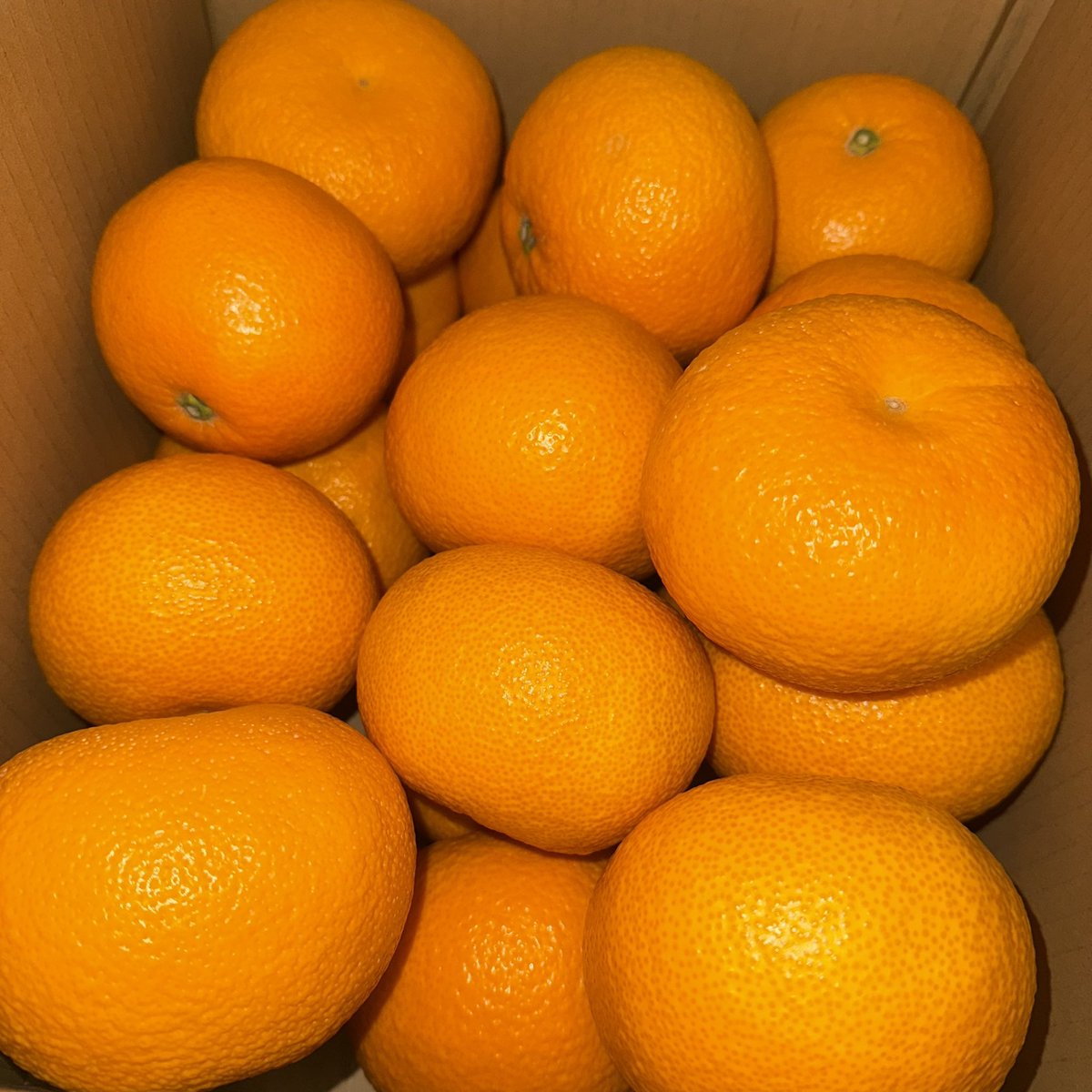 pornoyellow's tweet photo. 因島のはっさく昨日届いた🎶
昨日食べなかったから今日夜食べます😊
楽しみです😄 https://t.co/yZLrexxgAB