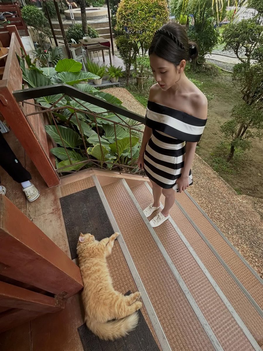 jisoosbloodline's tweet photo. jisoo with cats she met in PH 😆 https://t.co/6TF3zisW0K