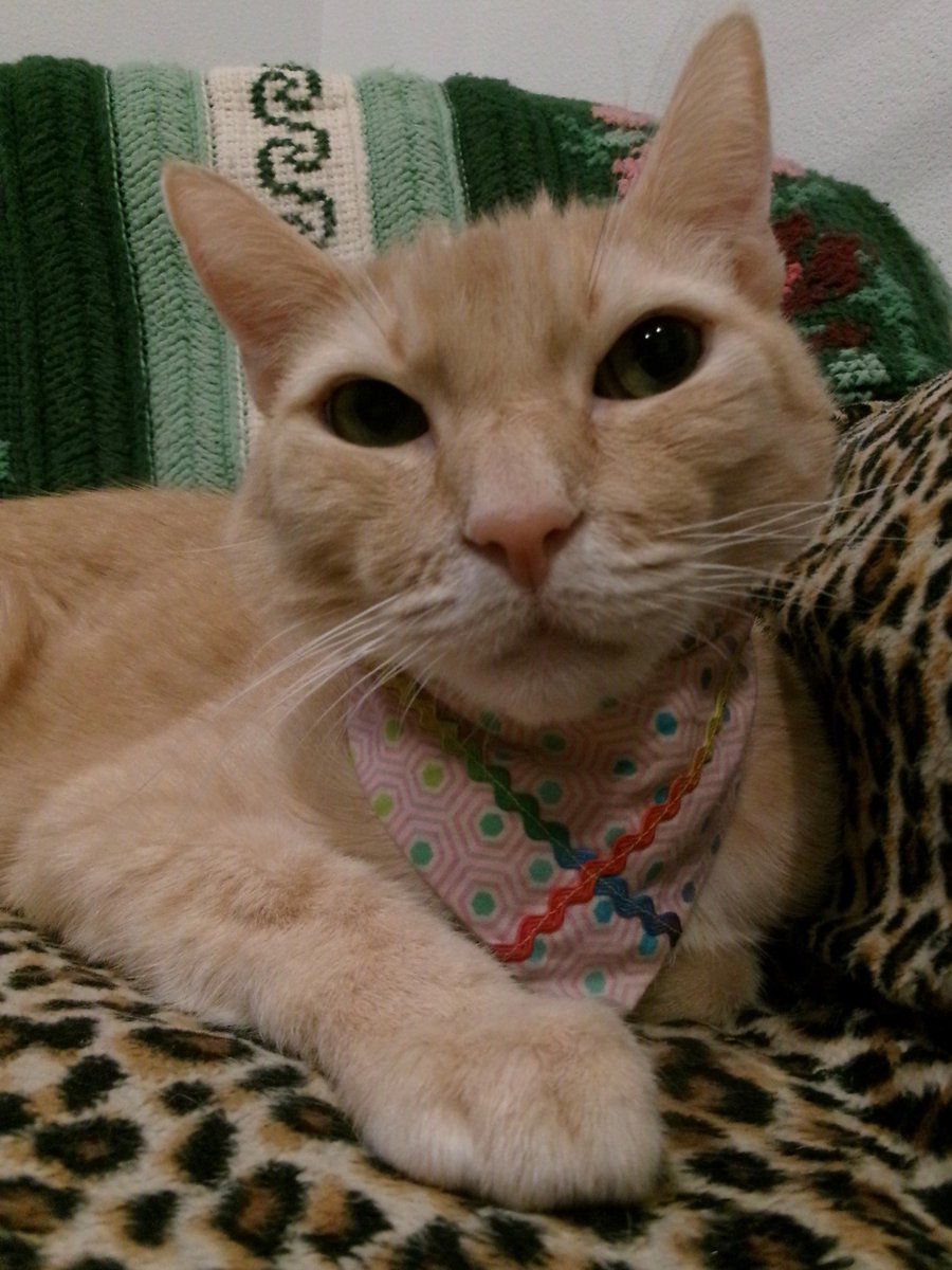 Travis Ford tweet media