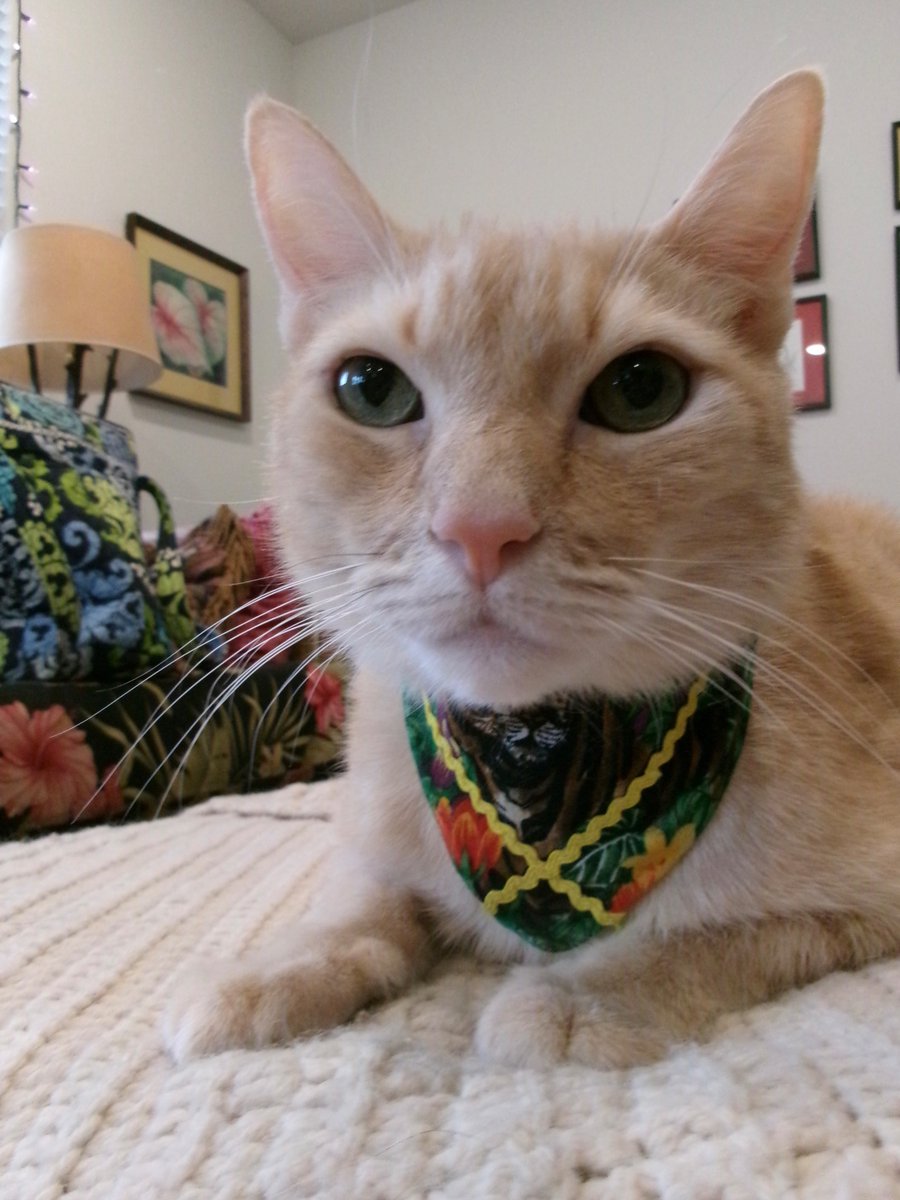 Travis Ford tweet media