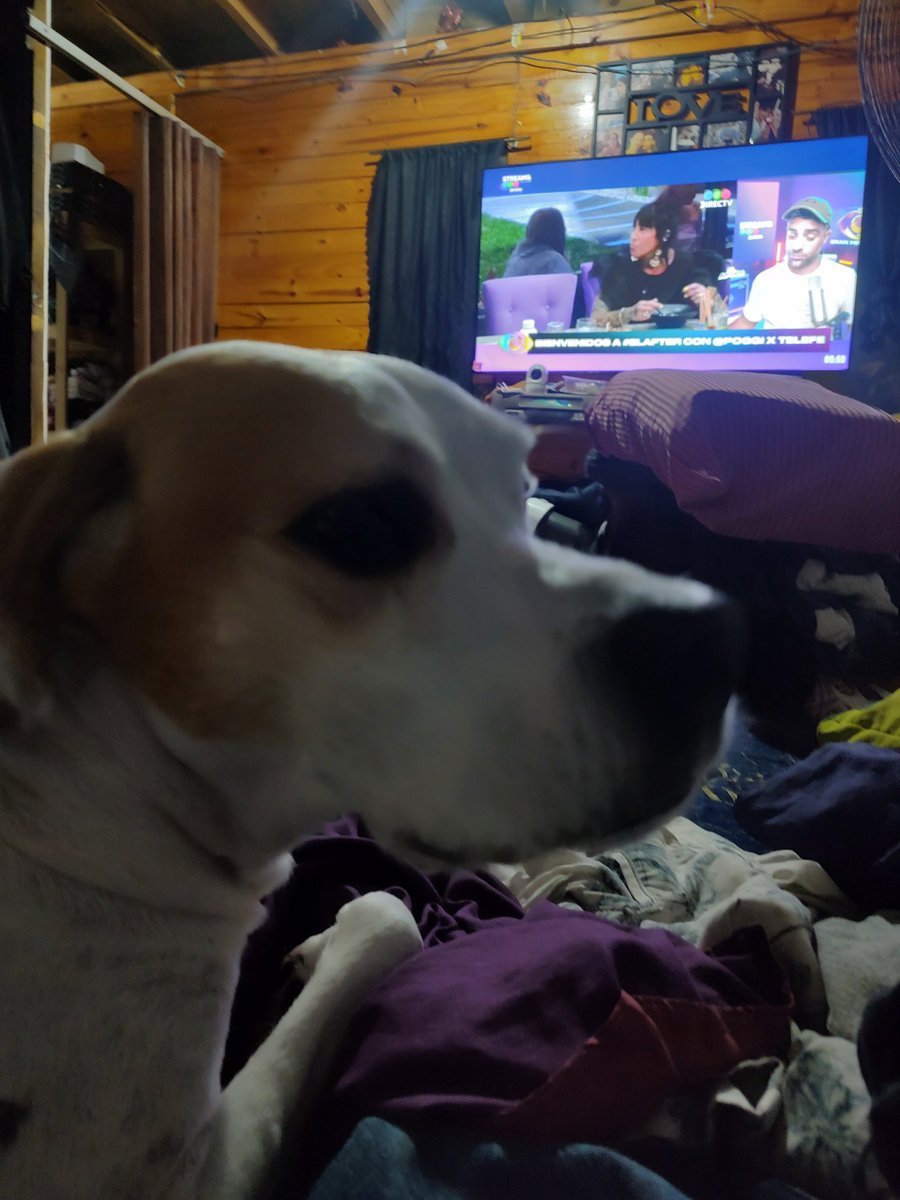 CatiPamela's tweet photo. Te estamos mirando y ruffo busca novia tmb #ELAFTER https://t.co/gcNEbUEOew