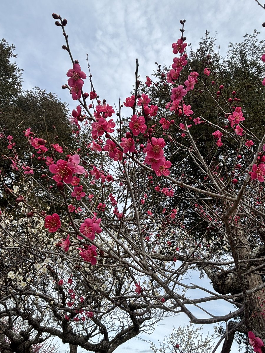 プラスちゃん【公式】 tweet media