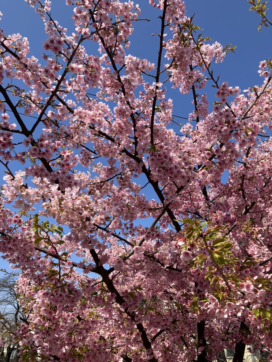残念ながら河津🌸桜まつりに行く気力と体力は無かったけど…
会社の前で花見🌸w
まだまだ先は長い…
早く決算終われ〜