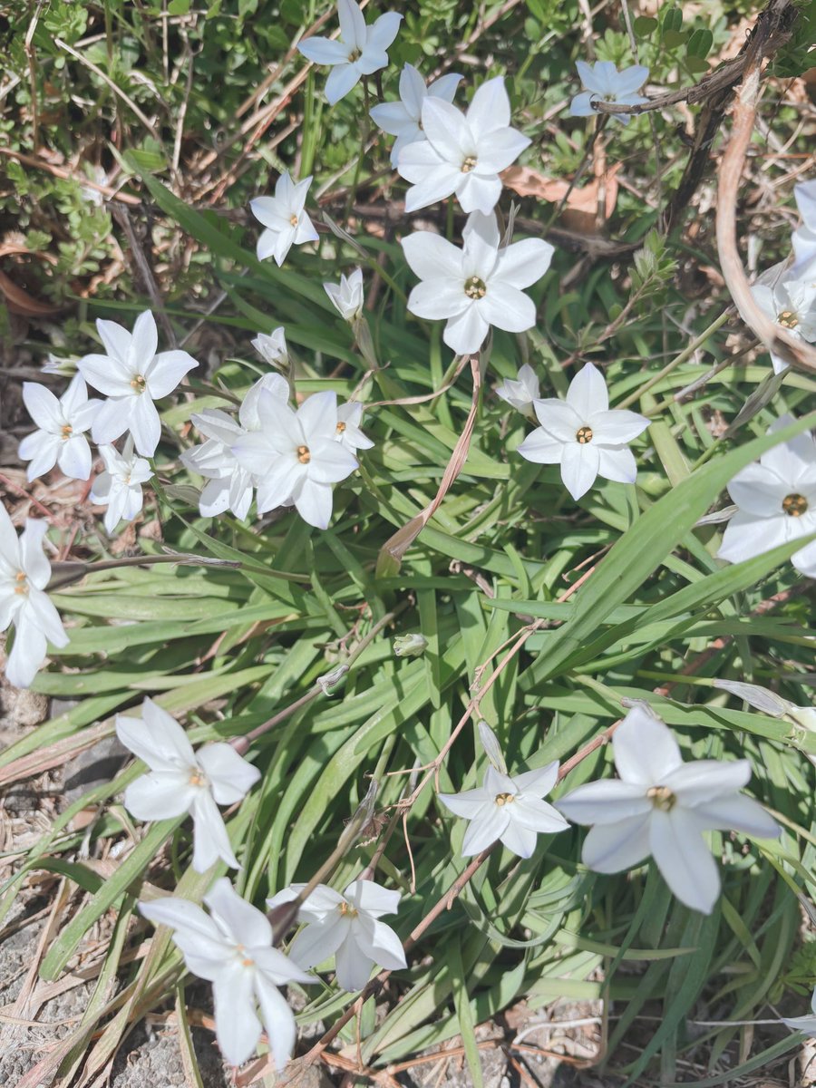 SaryYuu's tweet photo. 道端に咲いてた可憐な花 https://t.co/IduHg8zOgA