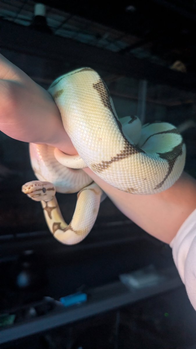 Lil Nav X 🔜 TFF26 tweet media