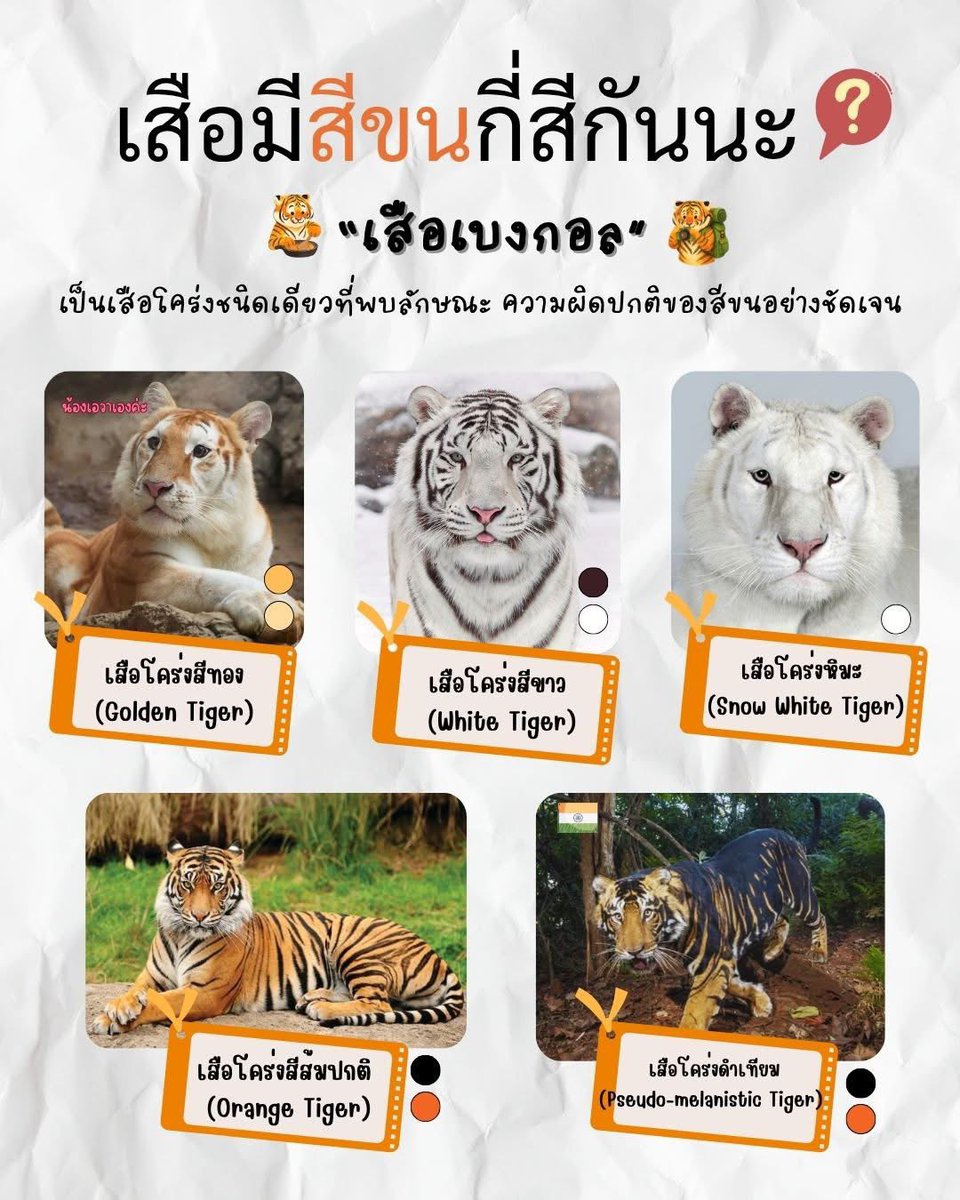 วิเชียรไก่ย่าง tweet media