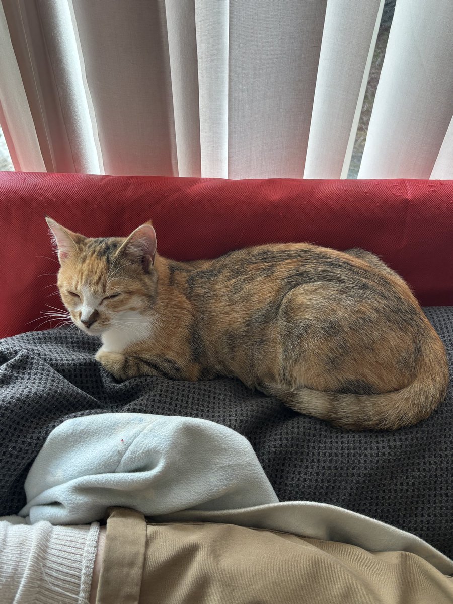 後藤知江 │イラストレーター tweet media