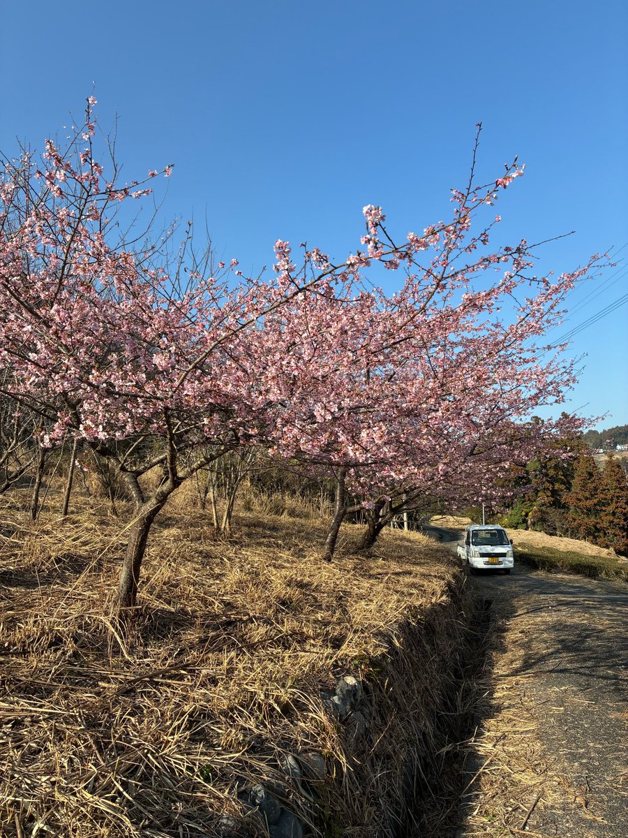 ochafarm's tweet photo. 🌸🌸🌸
さとしの桜、咲きました！
とは言っても前回投稿して数日でパパッと咲きました。今日は風が強いので散ってしまいそうで心配です😟🌪️

風が強いといえば。
娘を連れて買い物お散歩をしたのですが、風が強すぎてベビーカーごと倒れそうになりました。こわかった〜皆様ご安全に〜💦

強風すぎてびっくりしたりふんふん言ったり吐いたり忙しそうでした。家に帰ってきた瞬間安堵からか即寝…赤ちゃんだって忙しい。

そんな強風の中、この土日は多くのご来店ありがとうございました！
べにふうきを求めて花粉症でお困りの方々が続々と。。
一時足りなくなってしまい、茶葉を詰めながらのお渡しとなりお待たせしてしまい申し訳ありませんでした💦

#無農薬茶 #無農薬 #緑茶 #べにふうき #赤ちゃんのいる生活