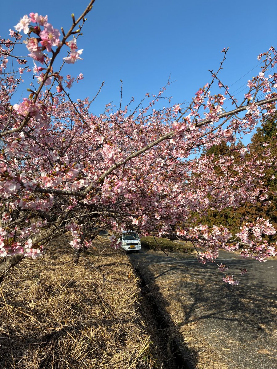 ochafarm's tweet photo. 🌸🌸🌸
さとしの桜、咲きました！
とは言っても前回投稿して数日でパパッと咲きました。今日は風が強いので散ってしまいそうで心配です😟🌪️

風が強いといえば。
娘を連れて買い物お散歩をしたのですが、風が強すぎてベビーカーごと倒れそうになりました。こわかった〜皆様ご安全に〜💦

強風すぎてびっくりしたりふんふん言ったり吐いたり忙しそうでした。家に帰ってきた瞬間安堵からか即寝…赤ちゃんだって忙しい。

そんな強風の中、この土日は多くのご来店ありがとうございました！
べにふうきを求めて花粉症でお困りの方々が続々と。。
一時足りなくなってしまい、茶葉を詰めながらのお渡しとなりお待たせしてしまい申し訳ありませんでした💦

#無農薬茶 #無農薬 #緑茶 #べにふうき #赤ちゃんのいる生活
