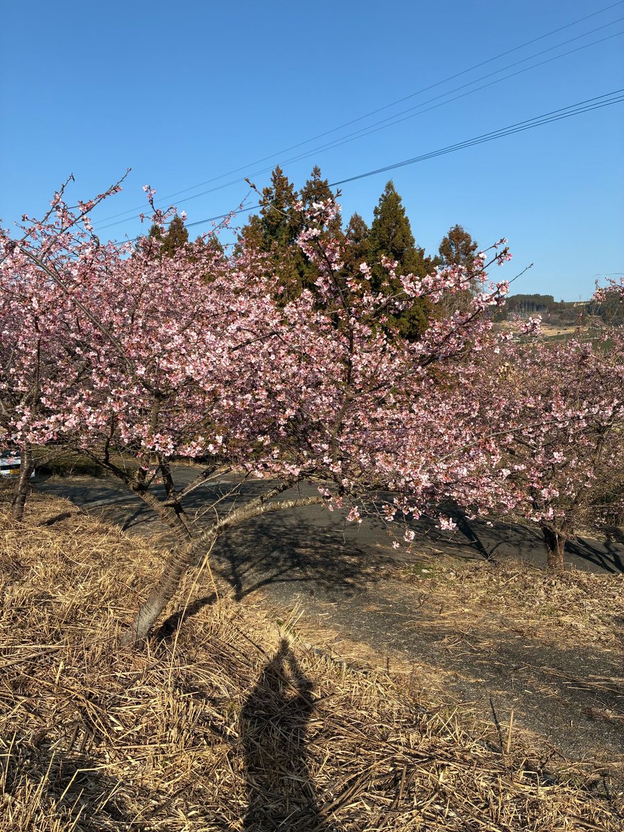 ochafarm's tweet photo. 🌸🌸🌸
さとしの桜、咲きました！
とは言っても前回投稿して数日でパパッと咲きました。今日は風が強いので散ってしまいそうで心配です😟🌪️

風が強いといえば。
娘を連れて買い物お散歩をしたのですが、風が強すぎてベビーカーごと倒れそうになりました。こわかった〜皆様ご安全に〜💦

強風すぎてびっくりしたりふんふん言ったり吐いたり忙しそうでした。家に帰ってきた瞬間安堵からか即寝…赤ちゃんだって忙しい。

そんな強風の中、この土日は多くのご来店ありがとうございました！
べにふうきを求めて花粉症でお困りの方々が続々と。。
一時足りなくなってしまい、茶葉を詰めながらのお渡しとなりお待たせしてしまい申し訳ありませんでした💦

#無農薬茶 #無農薬 #緑茶 #べにふうき #赤ちゃんのいる生活