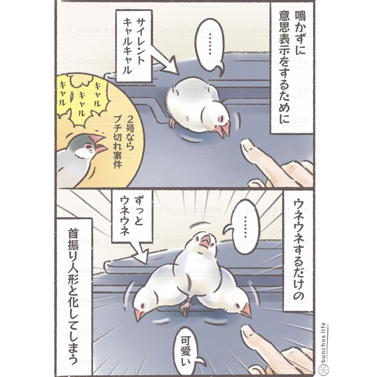 サイレンキャルキャルしがちな1号
#文鳥 
#4コマ漫画 