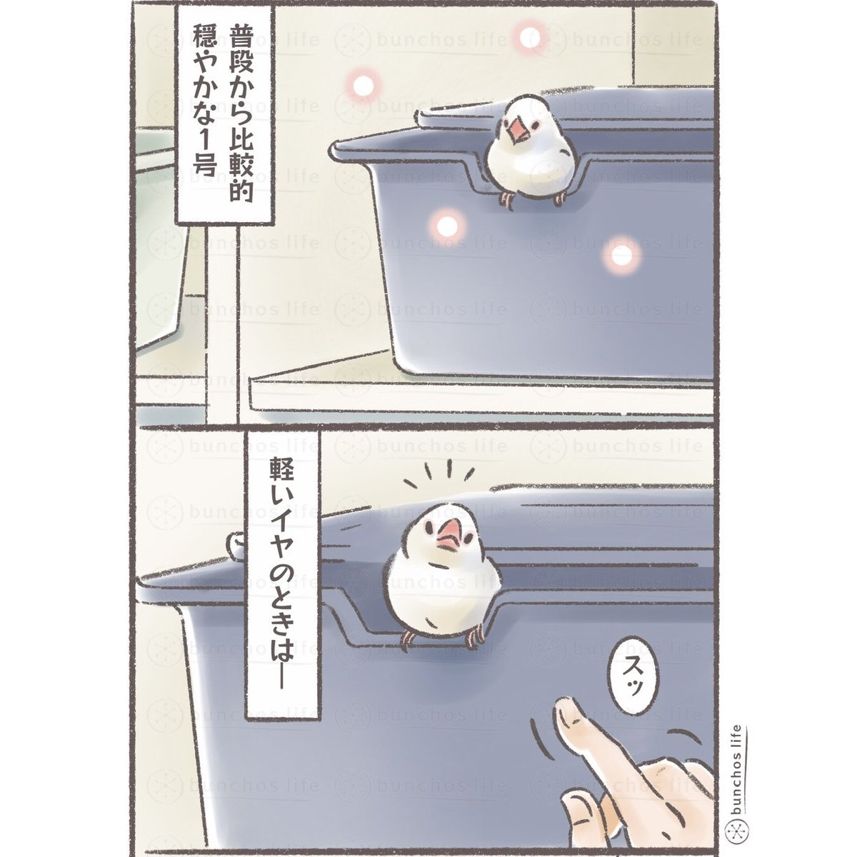 サイレンキャルキャルしがちな1号
#文鳥 
#4コマ漫画 