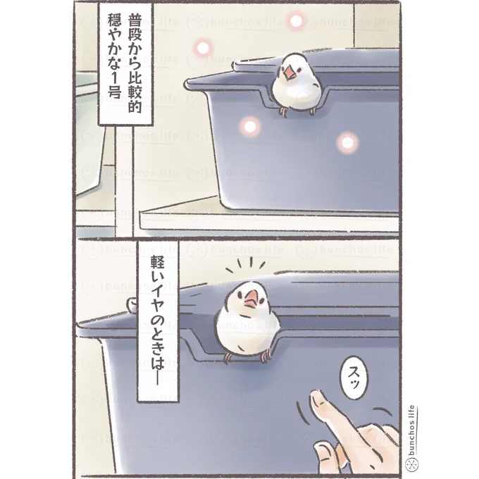 サイレンキャルキャルしがちな1号
#文鳥 
#4コマ漫画 