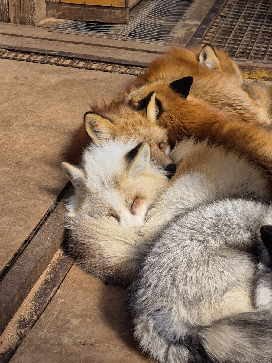 宮城蔵王キツネ村(公式)🦊 tweet media