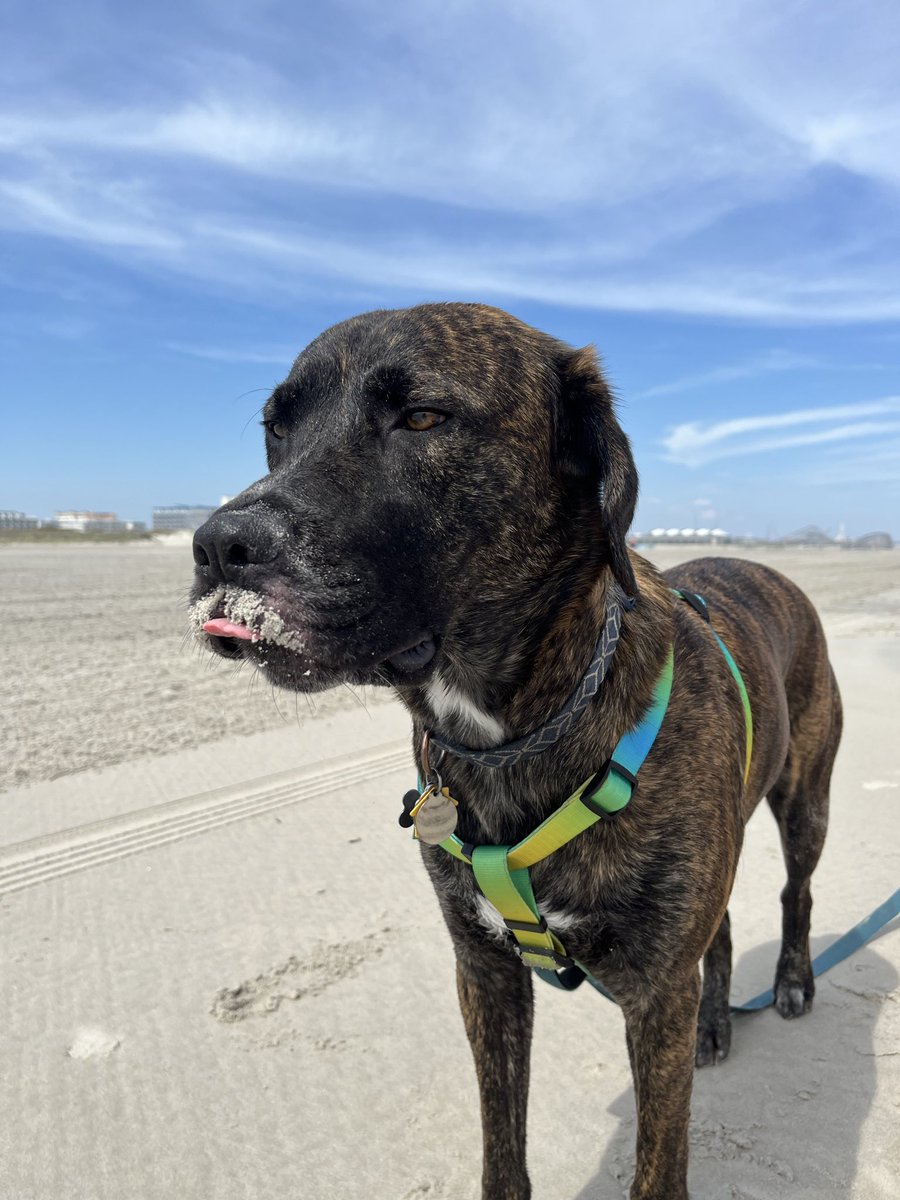 Gray ✨ PirateGray tweet media