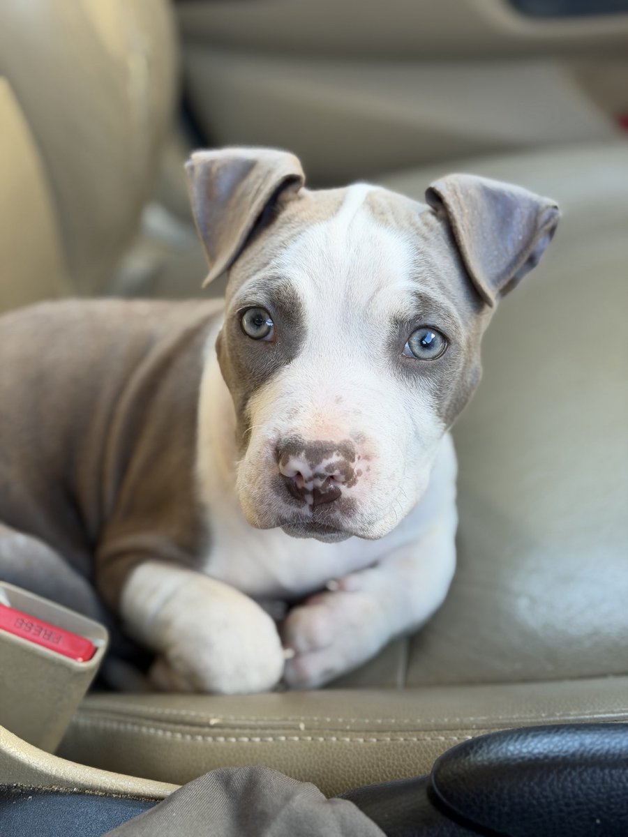 Gray ✨ PirateGray tweet media