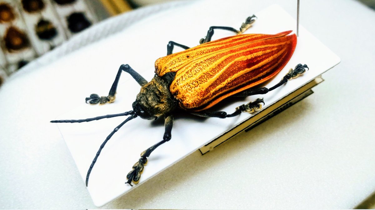 Bug's collector (@CollectorBugs) / Posts and Replies / X