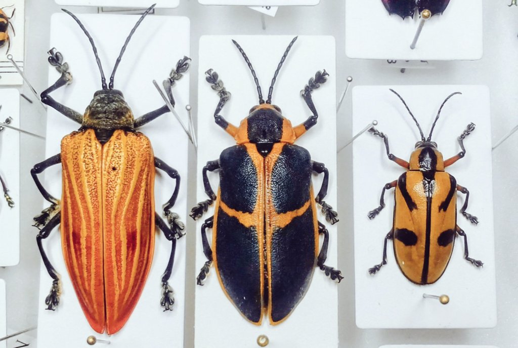 Bug's collector (@CollectorBugs) / Posts and Replies / X