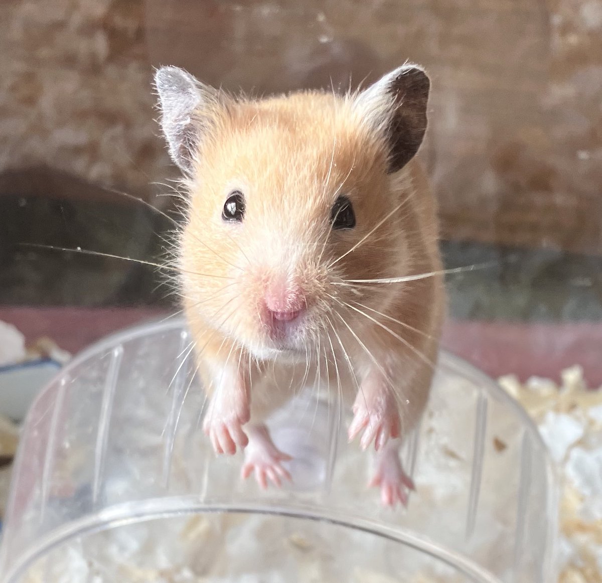 ネズミ🐹 tweet media