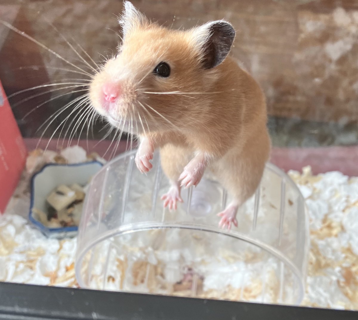 ネズミ🐹 tweet media