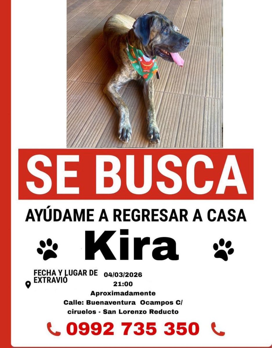 Siguen buscando a Kira!! Reducto. San Lorenzo. Cel 0992 735350. <a href="/patitaperdidas/">Patitas perdidas</a> <a href="/perdidospy/">Mascotas Perdidas Py 🇵🇾</a> <a href="/mascotitaspy/">Buscando a tu Mascota Py</a> <a href="/MarcoHuellasPy/">Marcando Huellas</a>