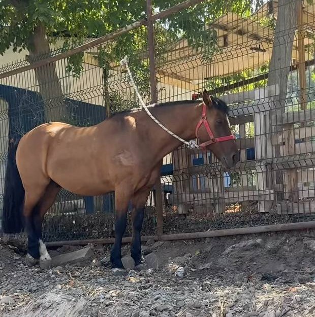 Este caballo está herido en el pecho, y se encuentra día y noche amarrado sin poder caminar, comer, beber ni recostarse. Se encuentra cerca de la intersección de las calles Las petunias con Las Zinnias. Favor RT por si alguna fundación o persona puede ayudarle!
#Huechuraba