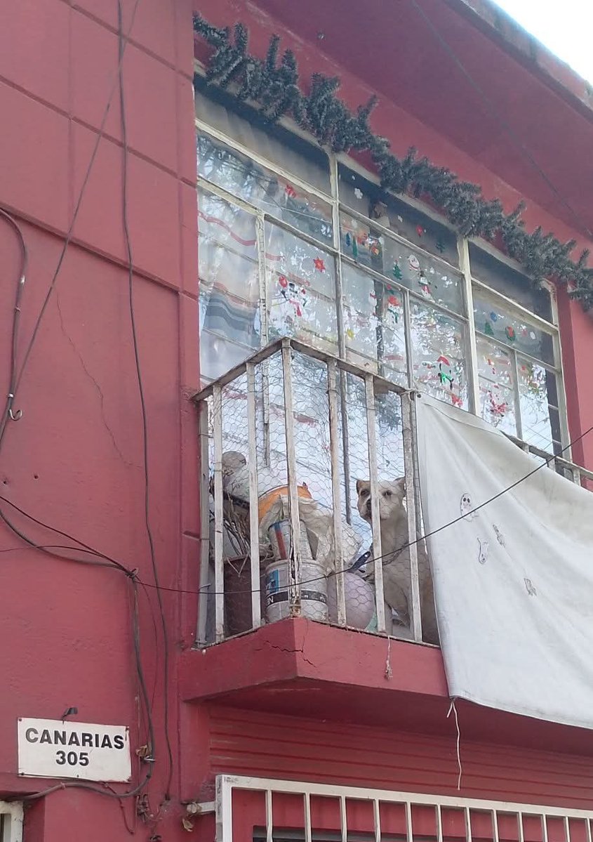 Nos piden compartir
En la calle de canarias 305 alcaldía Benito Juárez, muy cerca de avenida municipio  , está en ese balcón 24 HRS ese.perriro casi sin poder moverse, yo toqué, nadie abrió, iba de paso en esa zona,.porfavor quien está cerca de esa zona para poder actuar! 😭😭