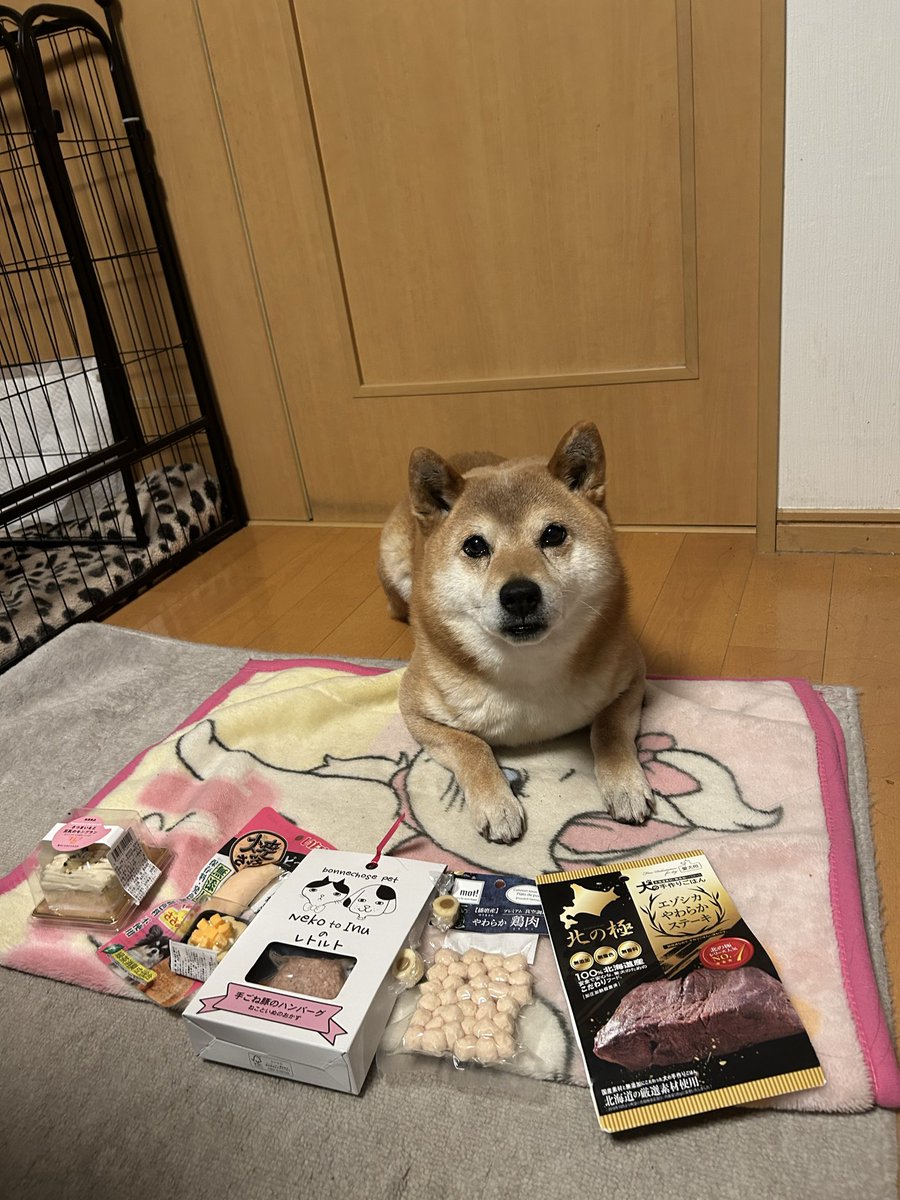 jamsibainu's tweet photo. 昨日で11歳になりました✨️
健康で長生きしてね✨️

プレゼントいっぱいもらったよ🎁 https://t.co/Gk8SG9eQyo