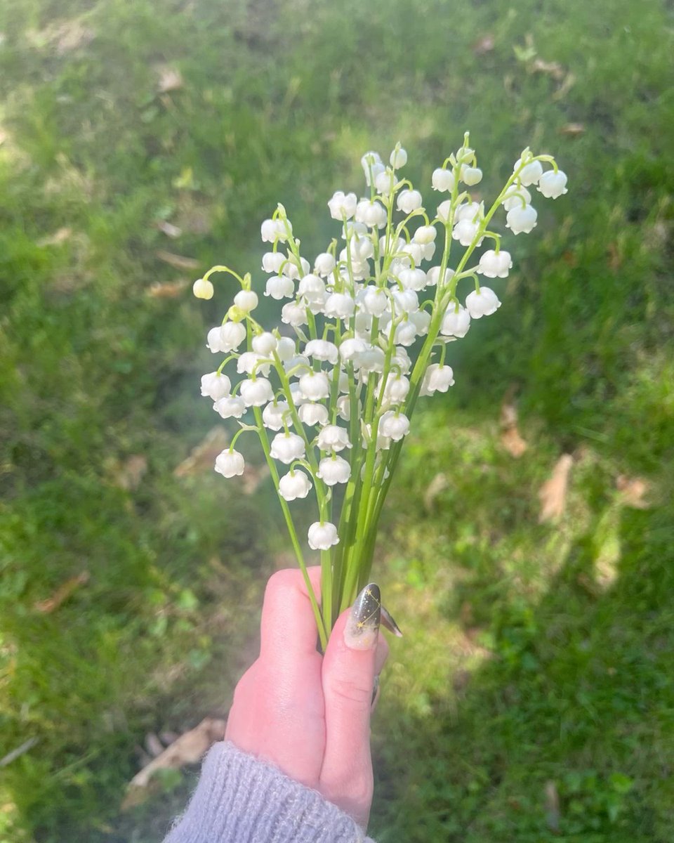 Lily of the valley